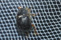 Odonteus armiger