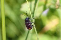 Cryptocephalus biguttatus