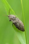 Agrypnus murinus