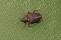 Lignyodes enucleator