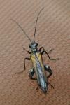 Oedemera pthysica