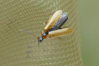 Rhagonycha nigriventris