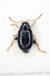 Aphthona pygmaea