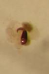 Aphthona pygmaea