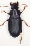 Semiophonus signaticornis