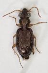 Asaphidion curtum