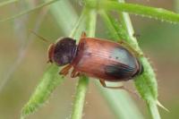 Diachromus germanus