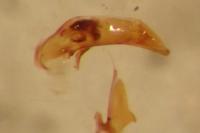 Asaphidion curtum