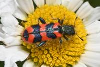 Trichodes alvearius