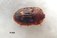 Amphotis marginata