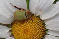 Hoplia argentea