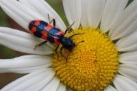 Trichodes alvearius