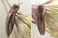 Agrilus cinctus