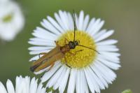 Oedemera podagrariae