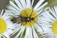 Stenurella melanura