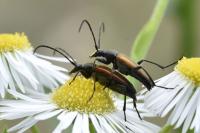 Stenurella melanura