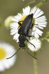 Stictoleptura scutellata