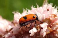 Clytra laeviuscula