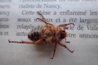 Amphimallon solstitiale