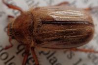 Amphimallon solstitiale