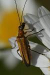 Oedemera podagrariae