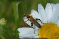 Oedemera podagrariae