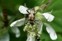 Pachytodes cerambyciformis