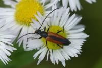 Stenurella melanura