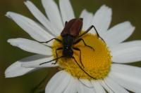 Anastrangalia dubia
