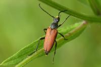 Anastrangalia sanguinolenta