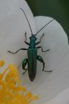 Oedemera nobilis