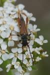Stenopterus rufus
