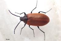 Pseudocistela ceramboides