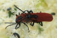 Lygistopterus sanguineus