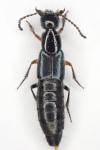 Philonthus rufimanus