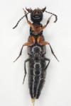 Philonthus rufimanus