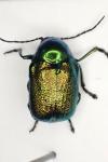 Cryptocephalus aureolus