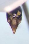 Cryptocephalus aureolus