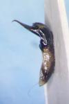 Cryptocephalus aureolus