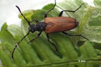Stictoleptura maculicornis