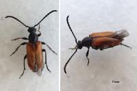 Pseudovadonia livida