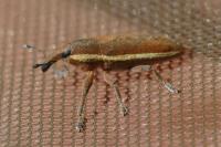 Lixus ochraceus