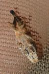 Lixus ochraceus