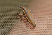 Lixus ochraceus