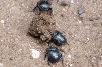 Geotrupes stercorarius
