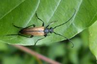 Stenurella melanura