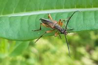 Stenocorus meridianus
