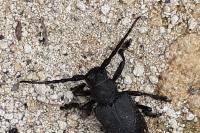Lamia textor
