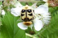 Trichius gallicus