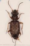 Asaphidion flavipes
